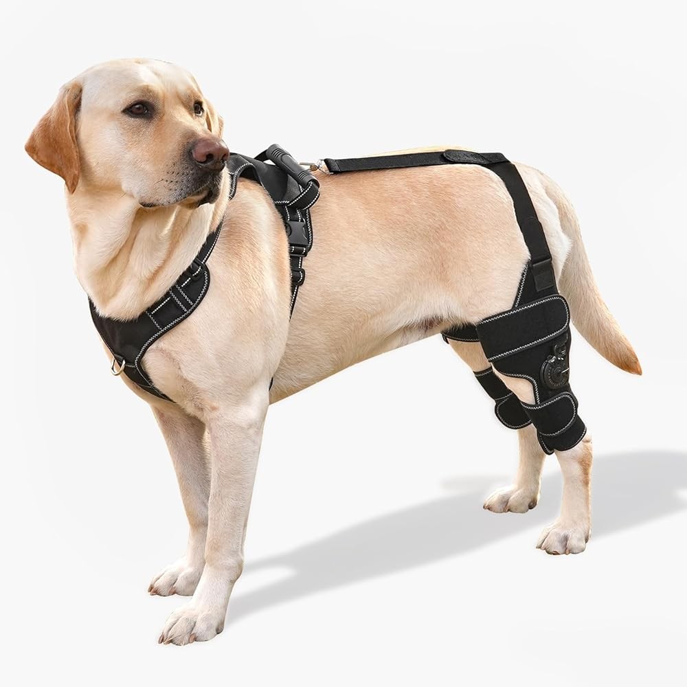 Dog Knee Brace with Adjustable Support - ACL & CCL Tear Recovery, Post-Surgery Stabilization, Mobility Aid for Rear Legs - Includes Secure Chest Harness for Dogs(Both Legs,M)